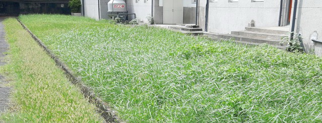 台中鋪草皮