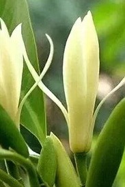 台中園藝景觀設計, 台中庭園維護, 台中除草, 台中代客除草, 台中樹木修剪, 台中割草
