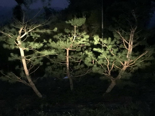 雲林東勢鄉樹木修剪，雲林東勢鄉五葉松修剪