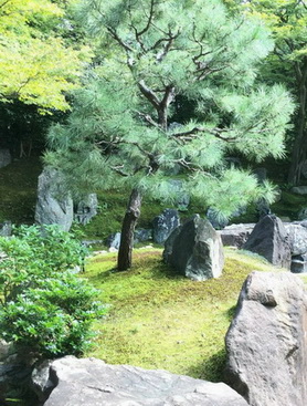 彰化永靖樹木修剪，彰化永靖黑松修剪