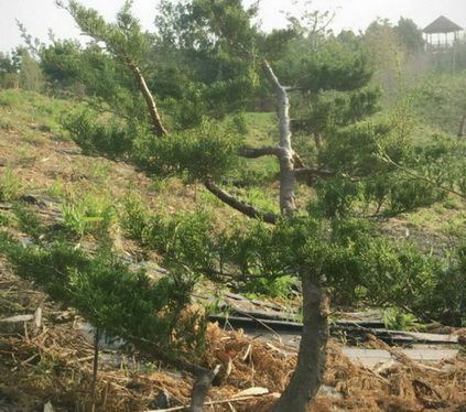 雲林虎尾樹木修剪，雲林虎尾真柏修剪