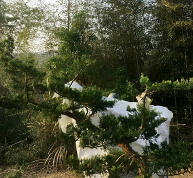 雲林大埤樹木修剪，雲林大埤真柏修剪