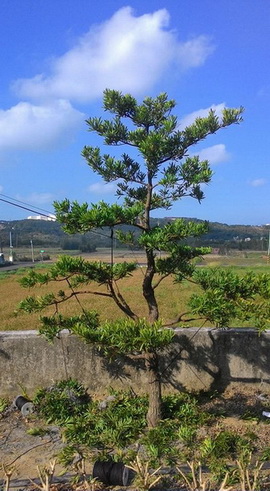 雲林崙背鄉樹木修剪，雲林崙背鄉松柏修剪