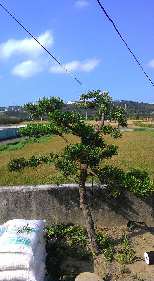 雲林水林鄉樹木修剪，雲林水林鄉松柏修剪