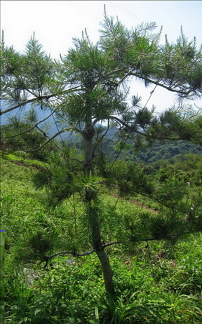 彰化芬園樹木修剪，彰化芬園松柏修剪