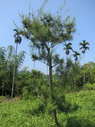 大埤鄉樹木修剪，大埤鄉松柏修剪